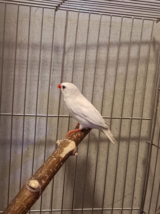 Продам красавца амадина