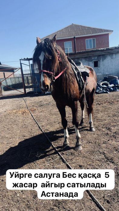 Продаются три жеребца