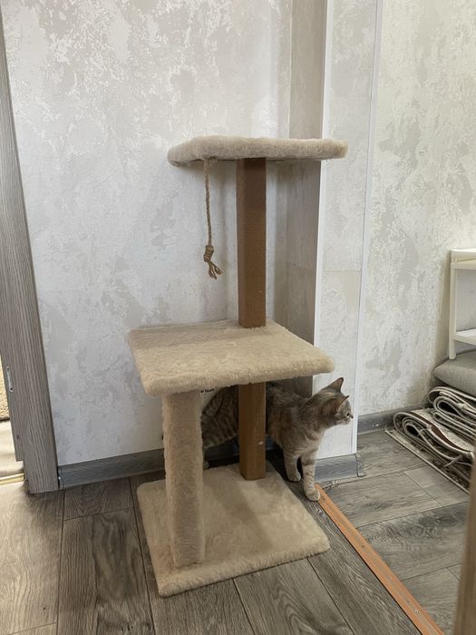 Когтеточка для кошек