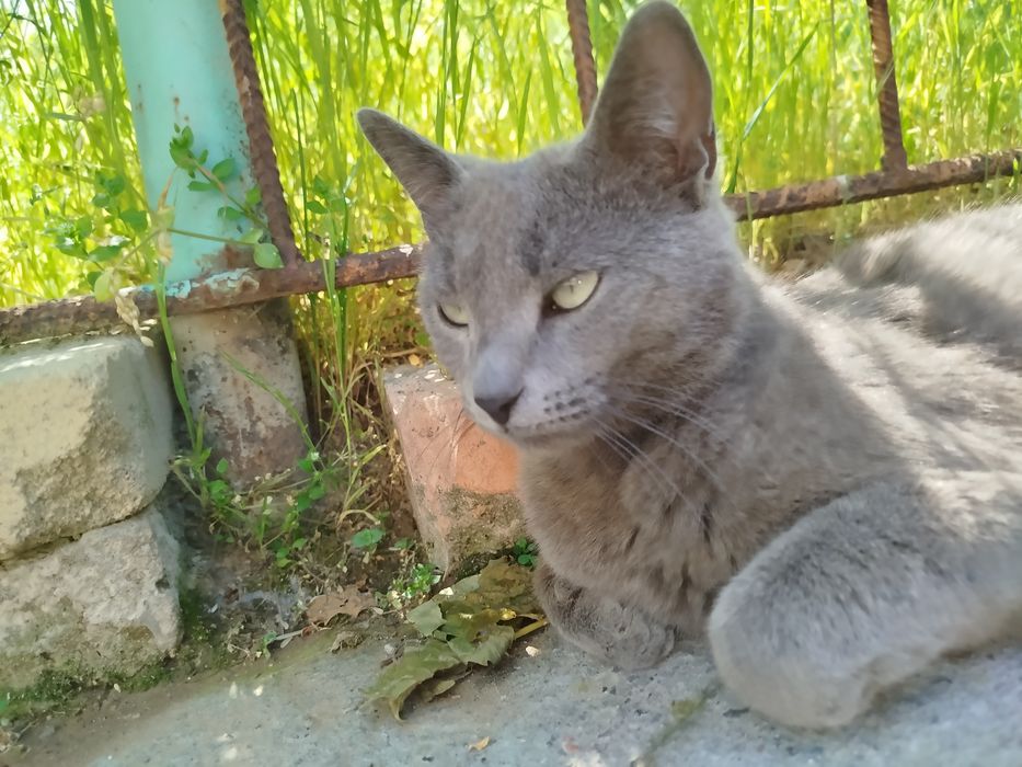 Mushuk qiz bola aqili