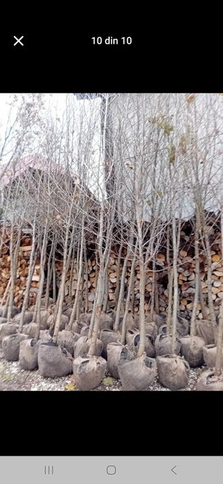 Amenajez spați verzi leyladi tuia