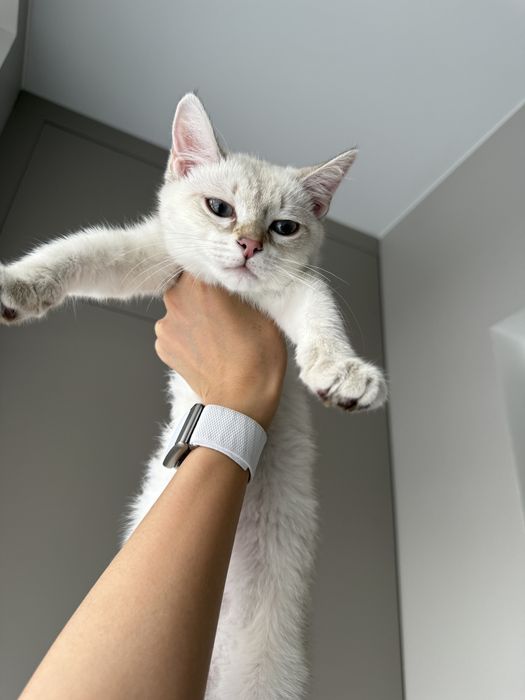 Отдам котенка в добрые руки