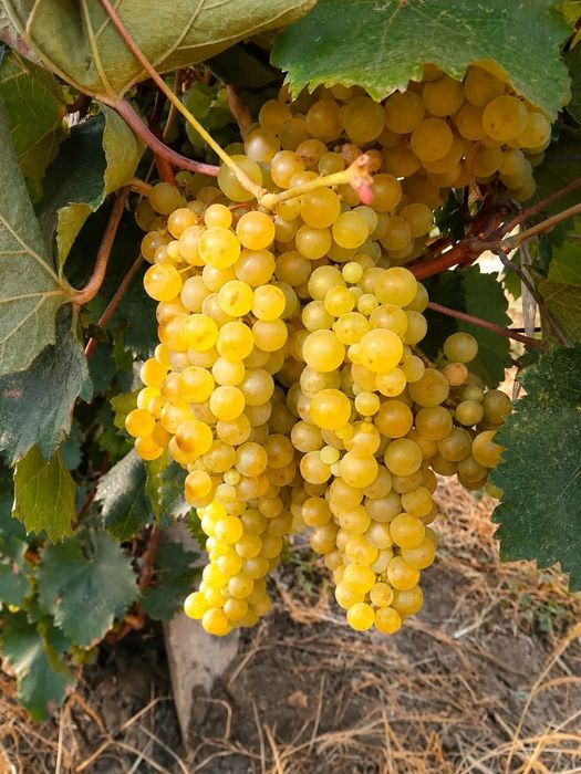 Struguri pentru vin