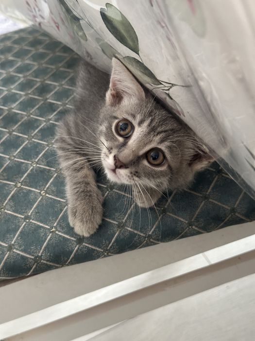 Отдам котенка в хорошие руки