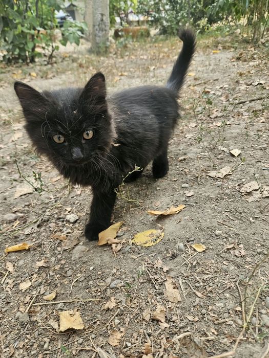 Отдам котят в хорошие руки