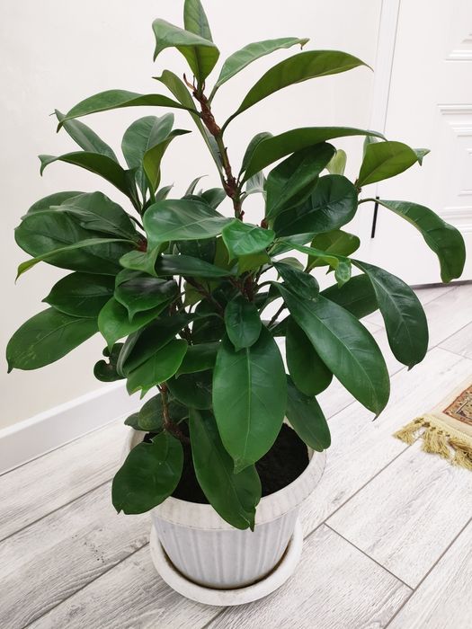 комнатные цветы, доставка