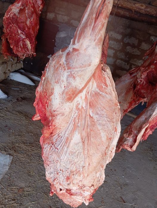 Говядина молодняк