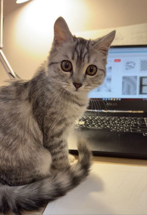 СРОЧНО! Котенок 5-6 мес., шотландец/британец