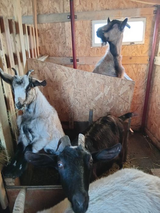 Capre de rasa 2 bucati