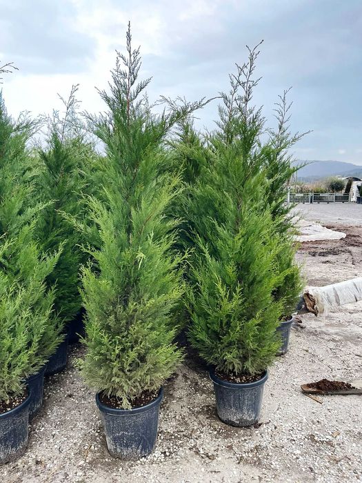 Cupresussocyparis Leylandii Plante Ornamentale