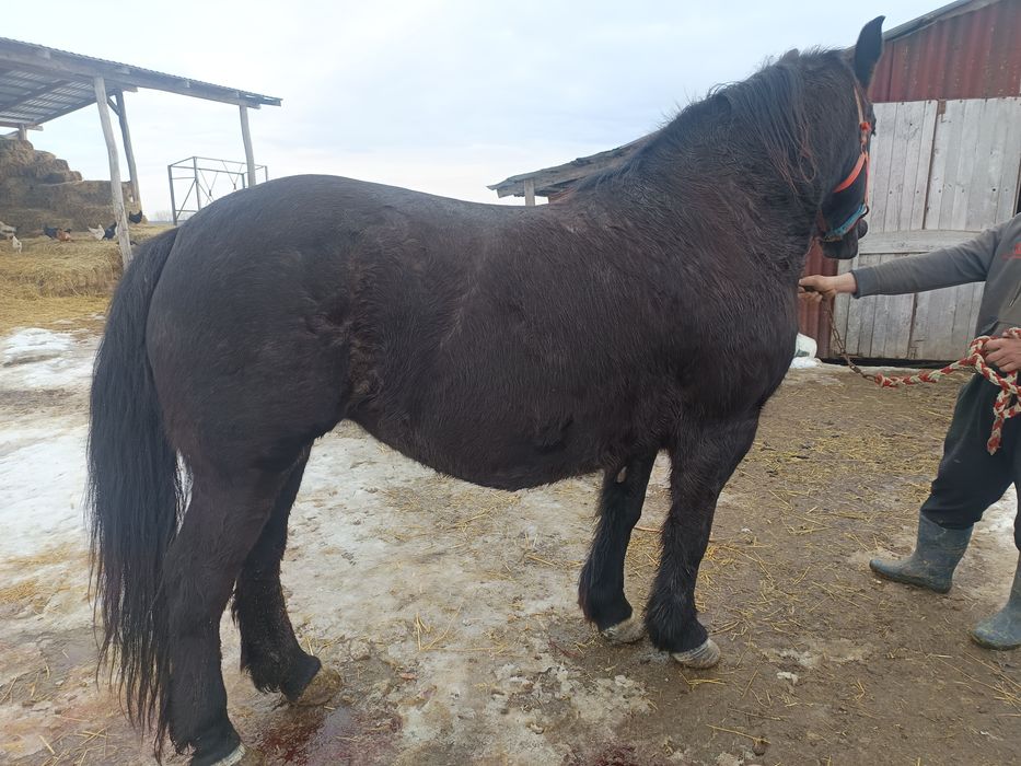 Vând o iapă de 9 ani