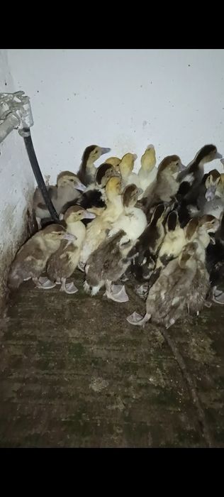 Индоутки продам срочно