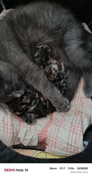 Вислоухие котята