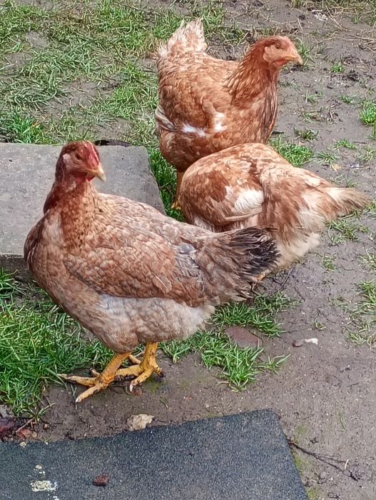 Vând puicuțe mixte