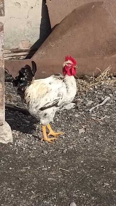 Продаю молодого петуха.