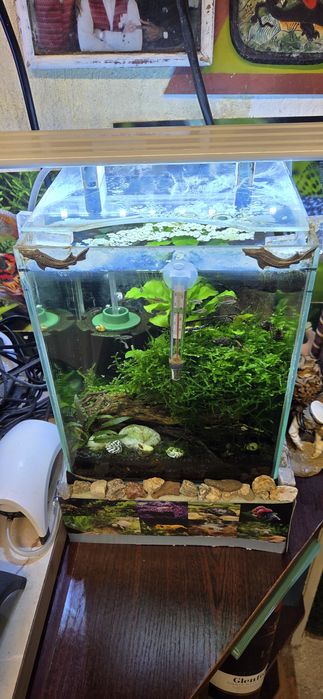 Продавам 10 л.аква със нано риби и ред черита скариди