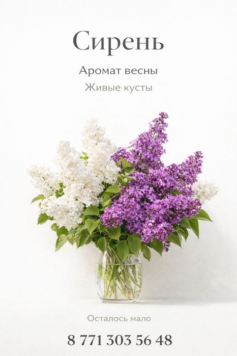 Продаю сирени домашние 1000тг