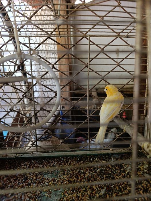 Золотой Сибрайт японский сотилади