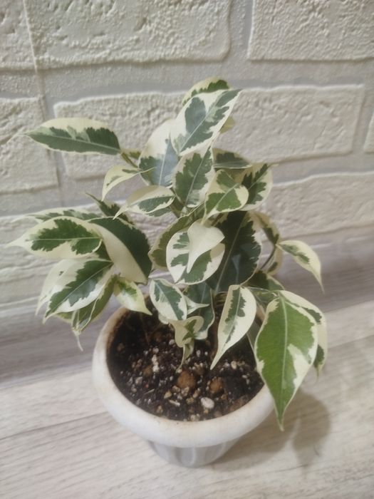 Продам Фикус бенжамин