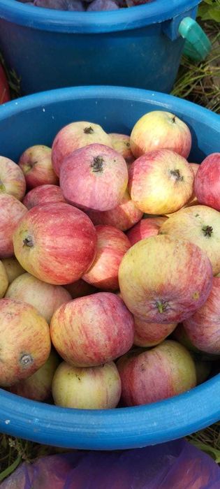 Дача в СТ "Ёлочка"