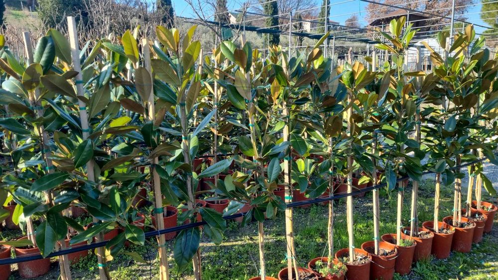Magnolia grandiflora vesnic verde la ghiveci