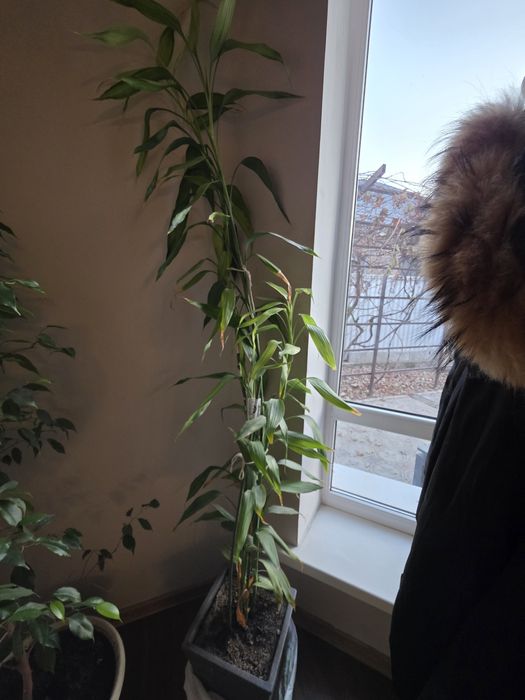 Комнатные растения высокие