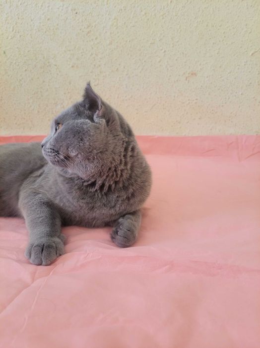 Scotsh strayt zotdor mushuk