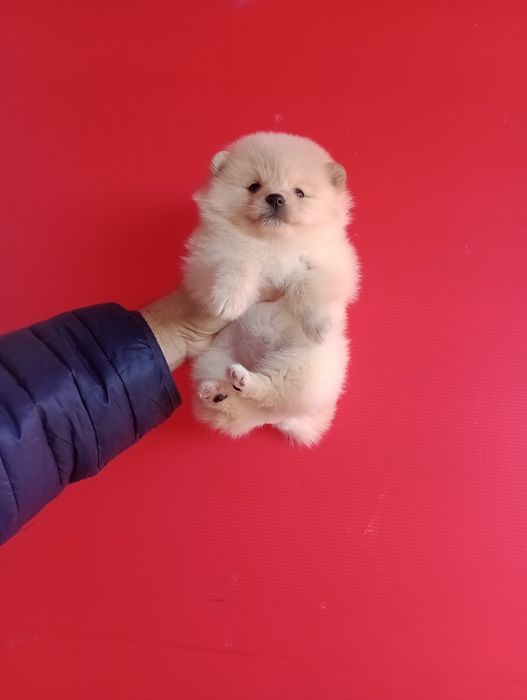 Померани. Момченца и момиченца. Померан. Реални снимки!