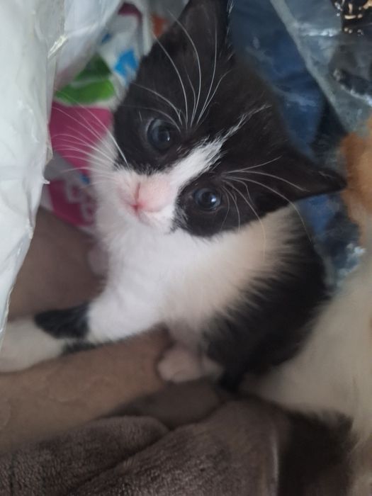 ПОДАРЯВАМ котенца