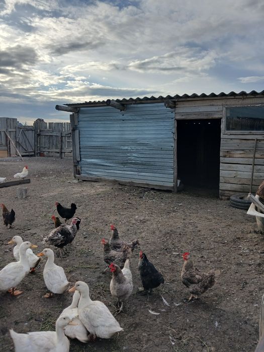Продам дом с.Рыспай