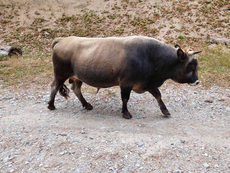 Продавам крави и бикове