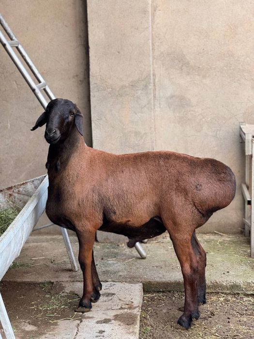 Qoylar sotiladi sifatli