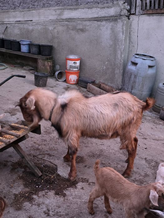 Țap nubian pentru prasila.