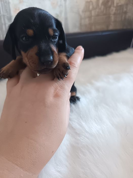 Щенок мраморной минитаксы