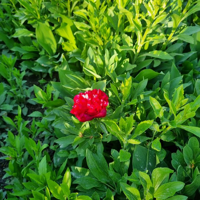 Эксклюзивные букеты(Eksklyuziv buketlar)