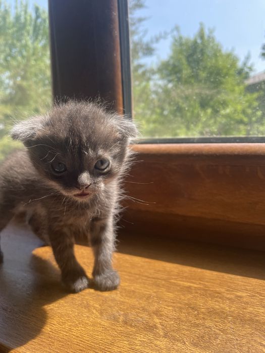 Котята бесплатно