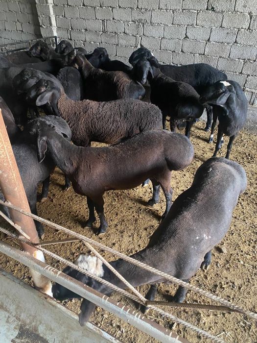 40 kilodan 80 kilogacha bo’lgan qo’chqorlar