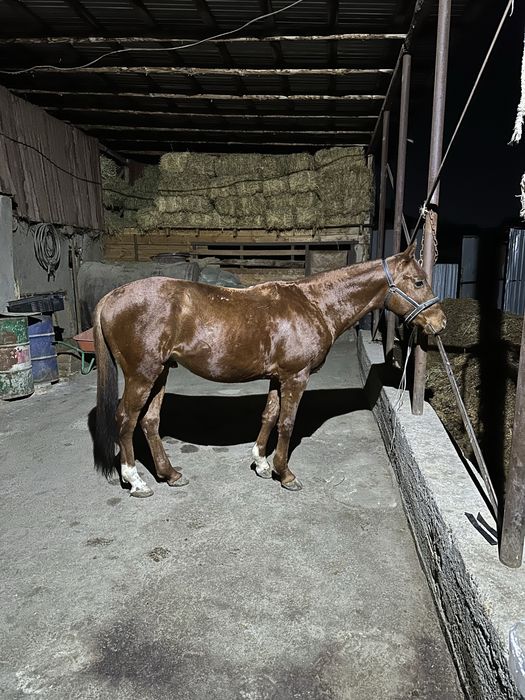 Тазаканды айгыр сатылады