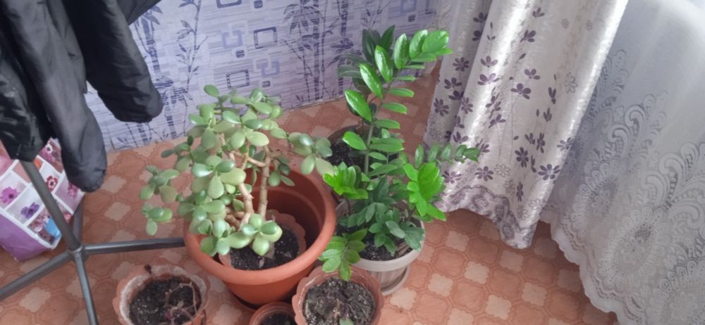 Продам цветы в горшках