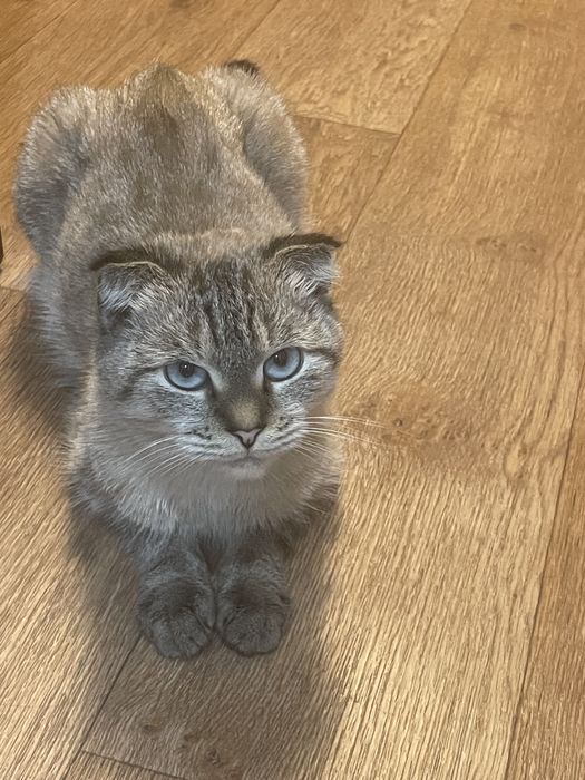 Ищем дом  для кошки  потеряшка