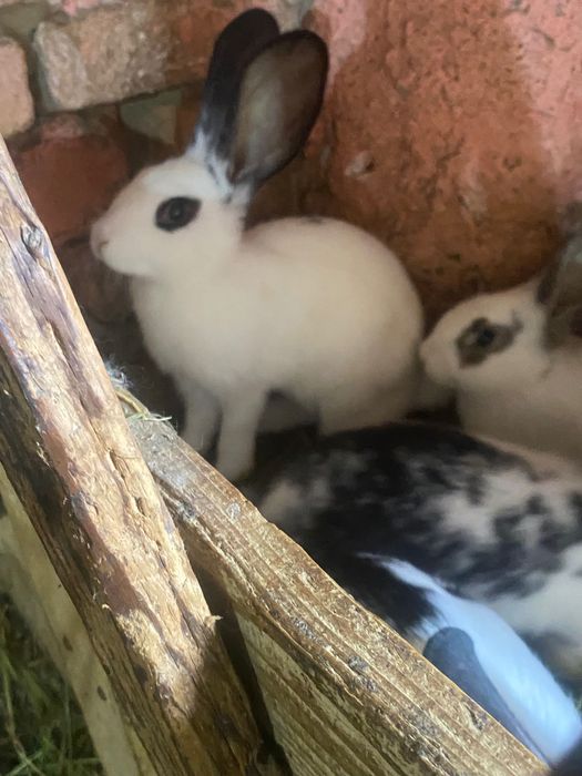 Iepurași de vînzare
