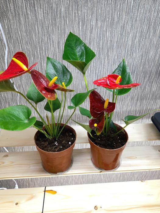 Продам Антуриум Ред