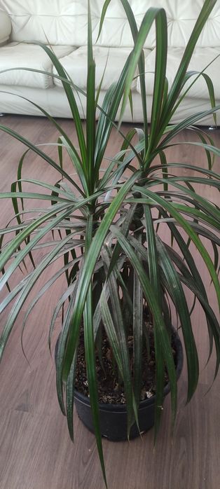 Драцена Юкка комнатные