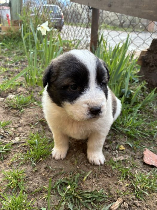 Малки кучетца търсят любящ дом