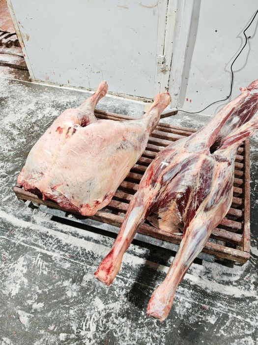 Оптом мясо говядины телятины конины