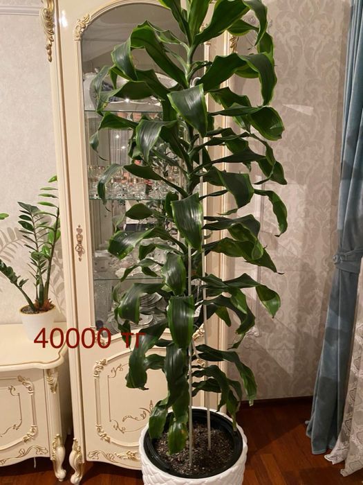 Комнатные цветы долларовые( Замиокулькас)