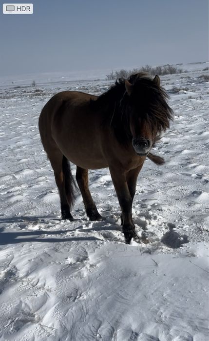 Мұғалжар МЗ жылқысы