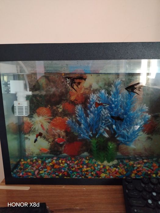 Kampyuter sotiladi akvarium 22litr 10ta baligi Srochna 3ml ga srochna