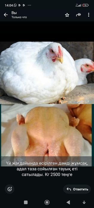 Домашний бройлер