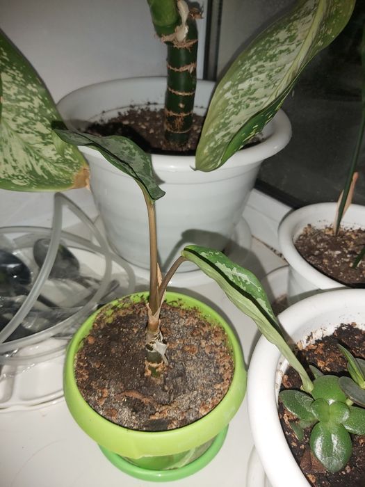 Комнатные растения